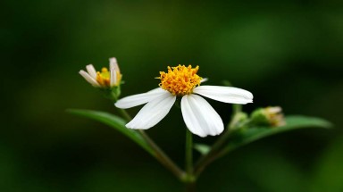 Hoa Xuyến Chi !