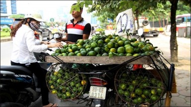  Cam Trung Quốc nhái cam Việt Nam tràn ngập thị trường