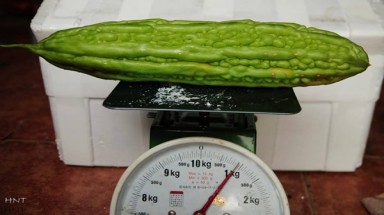  Mướp đắng Việt ra trái “khủng” nặng gần... 1kg/quả