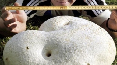  Phát hiện nấm khổng lồ nặng 10 kg