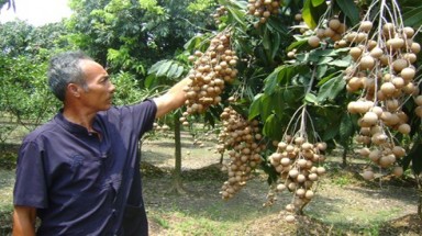  Kiếm tiền tỷ nhờ trồng nhãn chín muộn