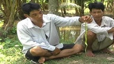 ĐBSCL: Rắn lục tràn vào khu dân cư