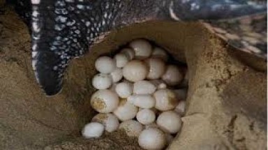 Phát hiện rùa biển có nguy cơ tuyệt chủng đẻ 80 trứng ở Bình Định