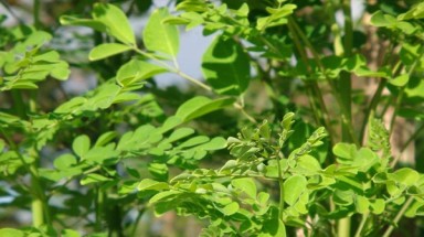  Cơ hội kiếm tiền từ “thần dược” chùm ngây