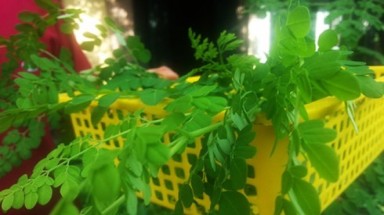  Chùm ngây có giá đắt ngang thịt là cây thế nào?