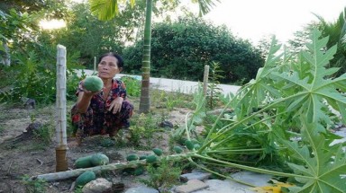  Quảng Nam: Hàng chục cây đu đủ trĩu trái bỗng bị... chém lìa thân