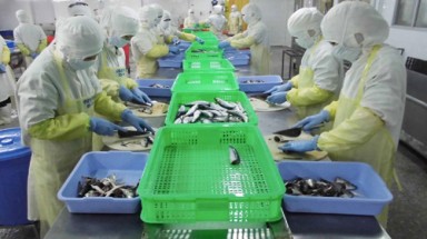  Doanh nghiệp điêu đứng vì công nhân bỏ thuốc chuột vào hàng xuất khẩu