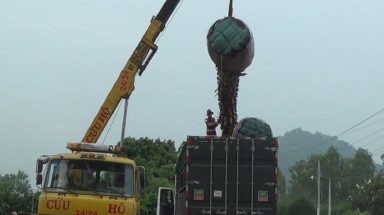   Ồ ạt bán cây thốt nốt cho thương lái Trung Quốc