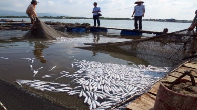  Bà Rịa- Vũng Tàu: Họp khẩn bàn vụ ngư nông dân mang cá chết lên UBND tỉnh