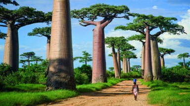  Bao báp- Loài cây kiêu ngạo ở Madagasca