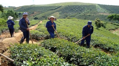 Nữ doanh nhân bạc mệnh Hà Linh: Đậm vị trà ô long, bạc mệnh hồng nhan