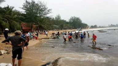  Phú Quốc: Hàng ngàn hải sâm dạt vào bờ, nguy cơ gì?