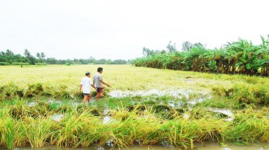  An Giang: Hàng ngàn héc ta lúa Hè Thu bị ngập úng do mưa lớn kéo dài