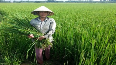  Thanh Hóa: Hàng trăm hecta lúa không kết hạt phải cắt cho bò ăn