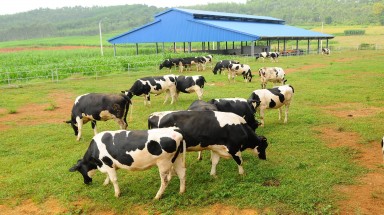   Đại gia ngành sữa với trang trại bò trải khắp Việt Nam