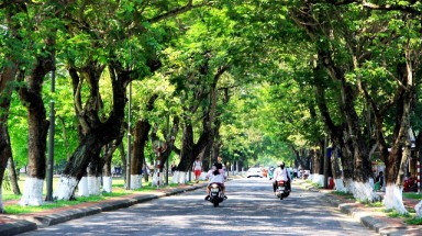   Cây xanh là một phần của di sản văn hóa Huế 