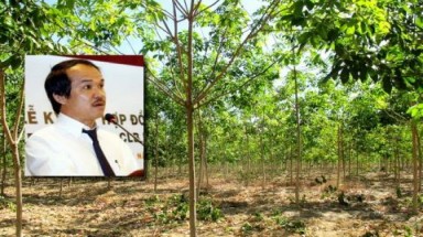   Hoàng Anh Gia Lai sẽ bán 20.000ha cao su  cho Trung Quốc?