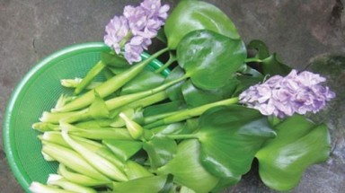 Bèo tây thành đặc sản