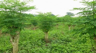  Cây chùm ngây ngừa được bệnh ung thư?