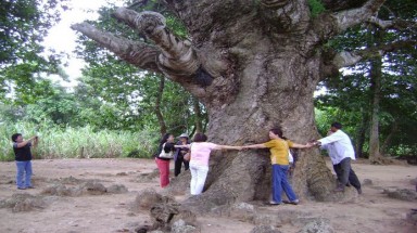 20 tỷ đồng chăm sóc đặc biệt hàng trăm cây cổ thụ ở Trà Vinh 