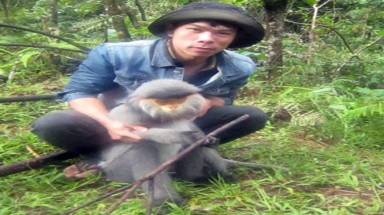  Phát hiện 35 đàn với hơn 400 con voọc chà vá chân xám