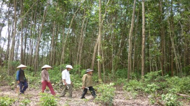  TS Triệu Văn Hùng:"Nhiều tỉnh vẫn u mê lao theo cao su"