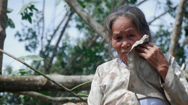  Tiếp tục trồng lại cao su miền Trung,gieo mầm thảm họa