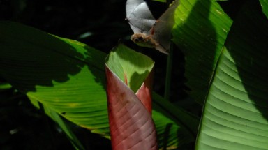  Loài Dơi sống trong lá