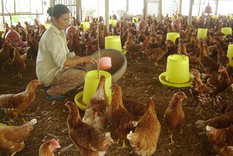  Cho gà ăn gì để đảm bảo điều kiện vệ sinh?