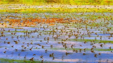   Dòng sông "hò hẹn" của loài Phù du