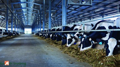 Vinamilk dành 1500 tỷ đồng mua sữa tươi nguyên liệu từ nông dân nuôi bò sữa