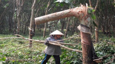  Cao su Việt:Thế giới chê, nông dân ồ ạt trồng rồi...khóc