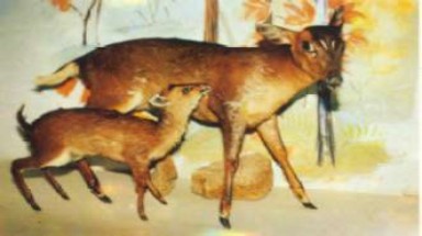  Phát hiện mang lớn - loài thú quý hiếm ở Khu bảo tồn Sao la