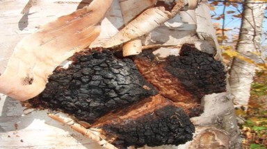  Nấm Chaga chữa bệnh AIDS