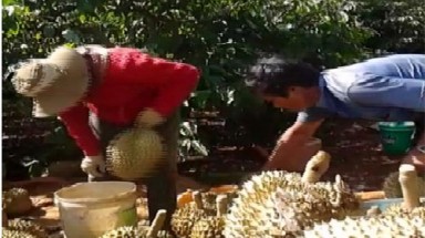  Ép chín sầu riêng bằng thuốc “lạ”