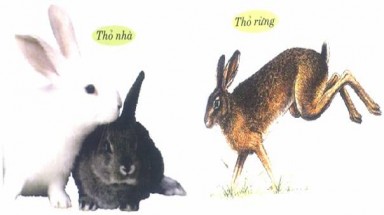  Sự khác nhau giữa thỏ nhà và thỏ rừng?
