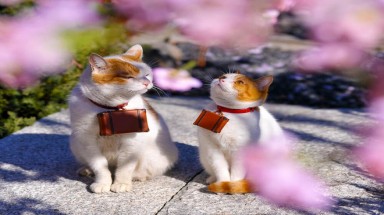 Đôi mèo siêu kute đi du lịch khắp Nhật Bản