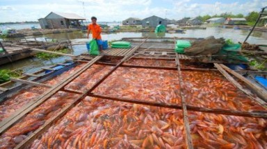  Lãi cao nhờ nuôi cá điêu hồng