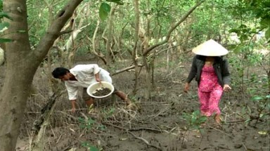  Nuôi ốc len dưới tán rừng phòng hộ mang hiệu quả gấp đôi