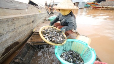 Chợ sỉ cá, cua đồng ở vùng rốn lũ Đồng Tháp Mười