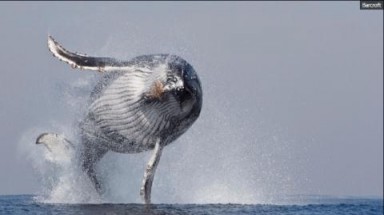  Cú nhảy tuyệt đẹp của cá voi lưng gù
