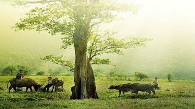  Ba cây đa tía tại thị xã Nghĩa Lộ- Yên Bái được công nhận là cây Di sản Việt Nam
