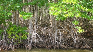  UNEP kêu gọi thiết lập quỹ toàn cầu nhằm bảo vệ cây đước