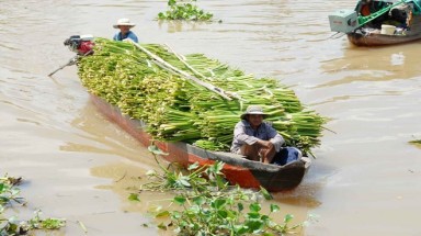   Những chợ bán đồ 'bỏ đi' độc đáo ở miền Tây