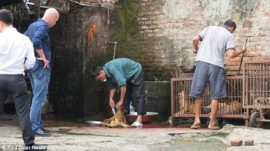  Cảnh cắt tiết chó tại Hà Nội lên báo Anh