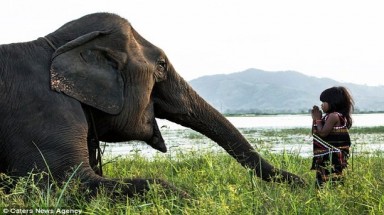   Ấn tượng với chùm ảnh "Cô bé Việt Nam kết thân với voi" 
