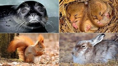   Một nửa số động vật trên thế giới đã biến mất