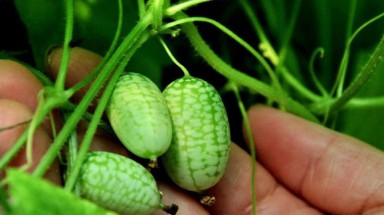 Ngắm dưa hấu tí hon khiến phụ nữ Việt “phát sốt” 