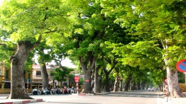  Vai trò của cây xanh đô thị trong cải thiện môi trường và ứng phó với biến đổi khí hậu