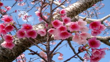  Vì sao hoa anh đào là quốc hoa của Nhật Bản?
